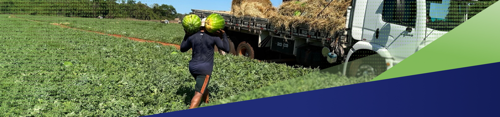 Banner colheita
